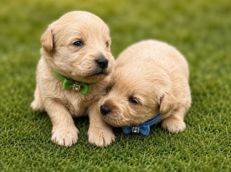Stunning Westiepoo’s From Health Tested Parents