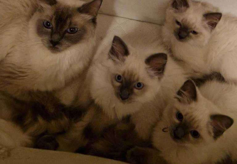 😻 Ragdoll kitten 😻 ( Male)