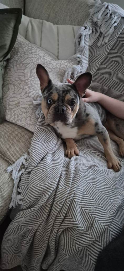 Frenchie for sale