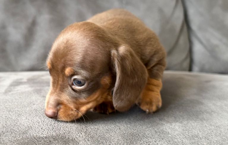 mini dachshunds ONE GIRL LEFT READY NOW 