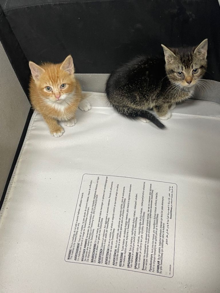 KITTENS FOR SALE!!