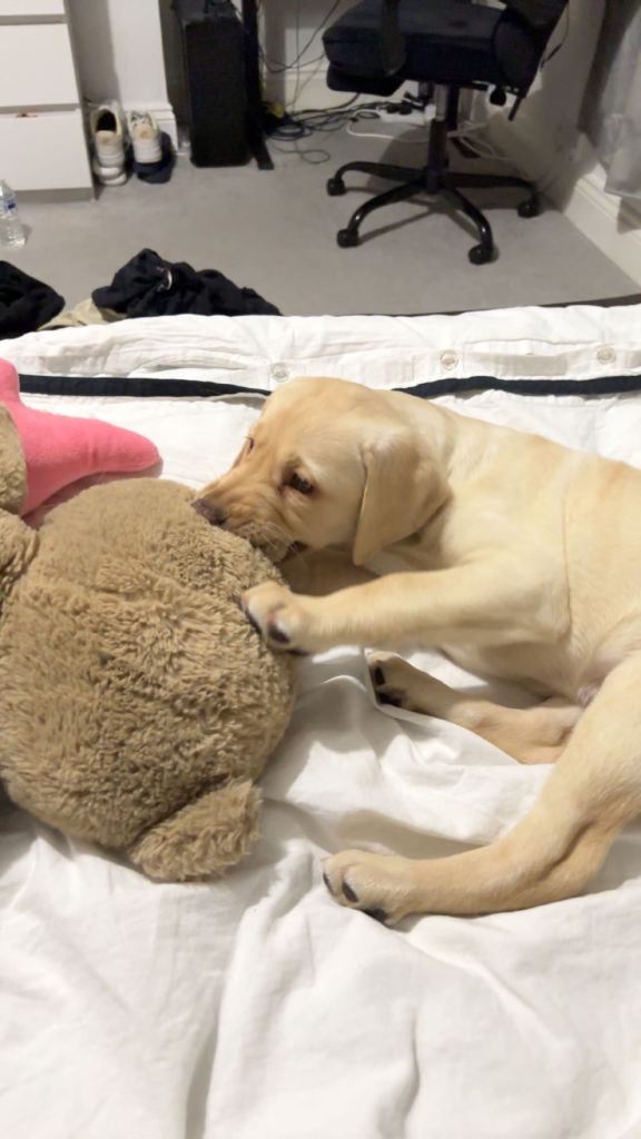 Labrador puppy