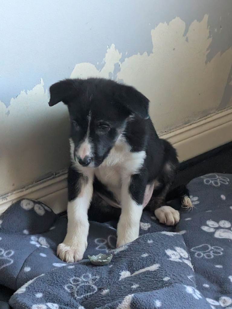 Border Collie puppies 