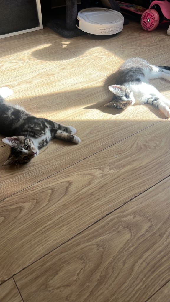 kittens