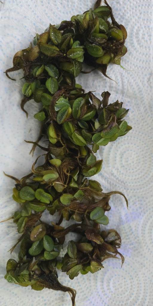 Salvinia Natans Floating Plant Live Aquatic Aquarium