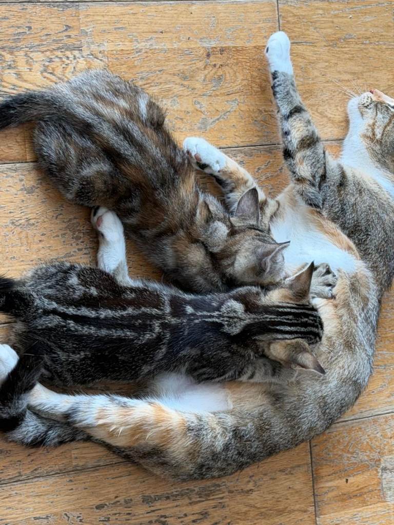 Bengal x ragdoll kittens  2 x females 