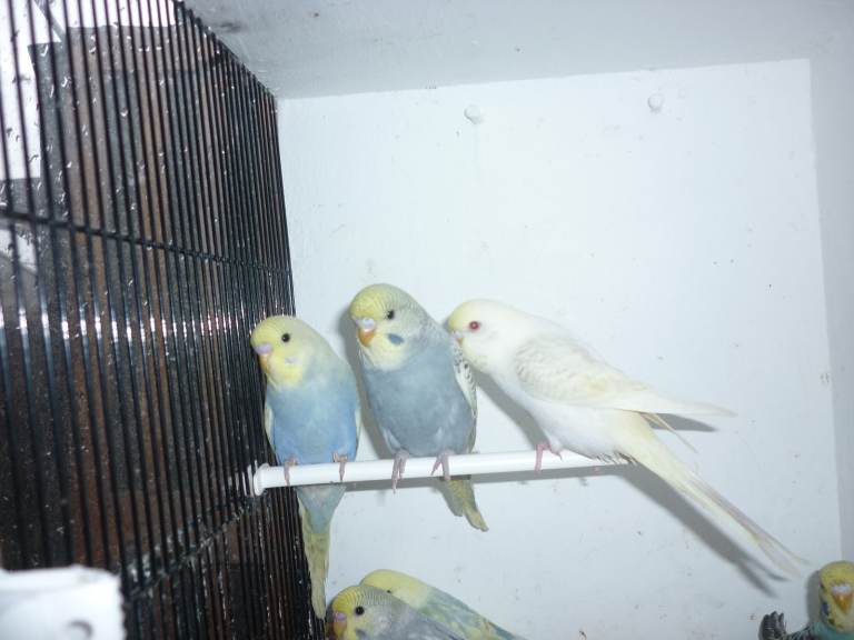 Baby budgies ready for new homes