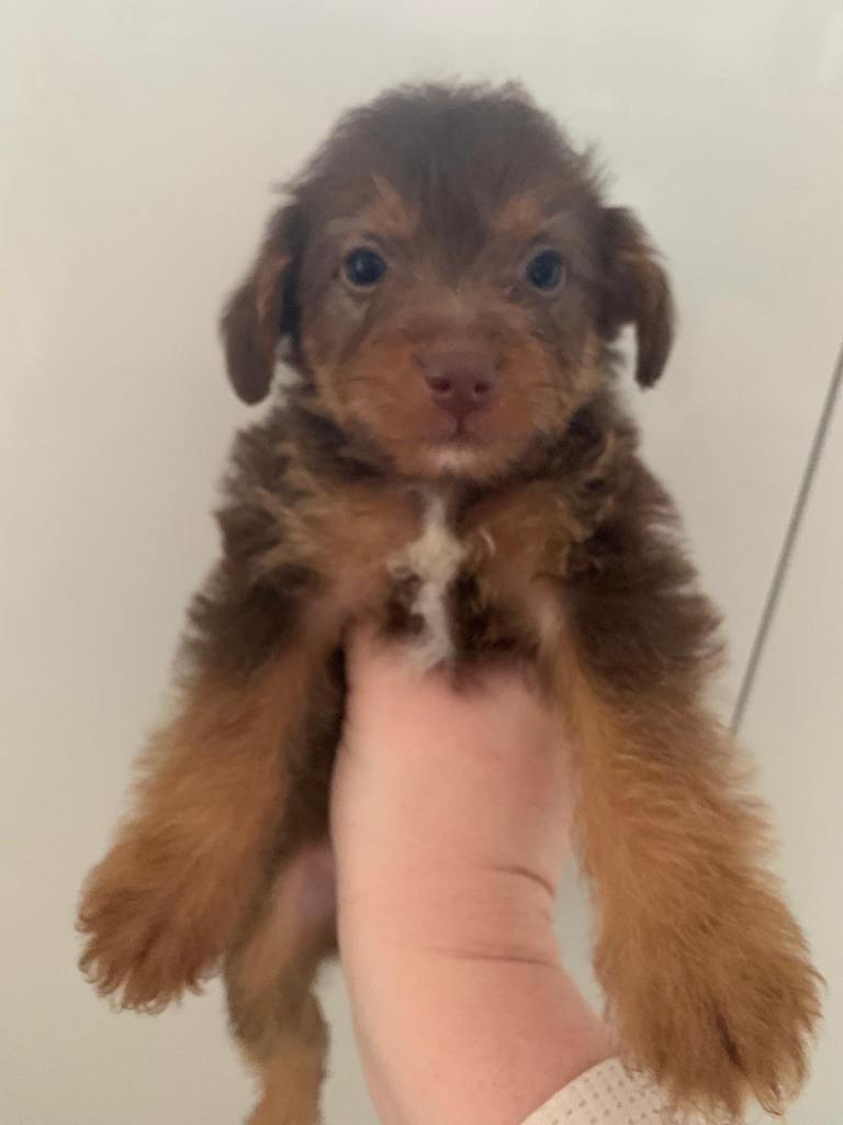 Toy jackapoo puppies need to be re home by 24th