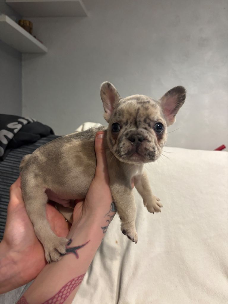 7week old frenchies❤️