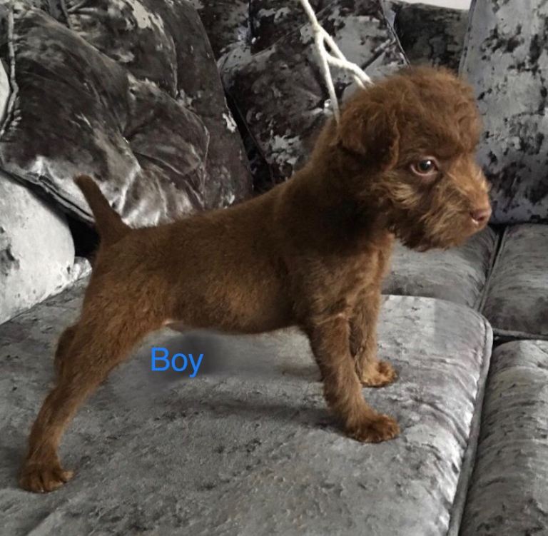 patterdale terrier puppies 