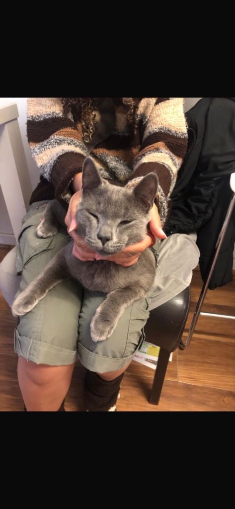 DOMESTIC SHORTHAIR CAT FOR SALE!