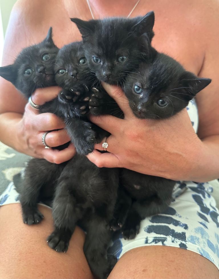 Black British short hair kittens