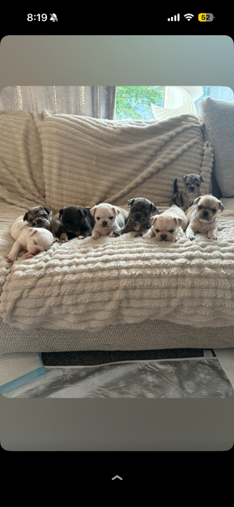 Frug puppy’s 