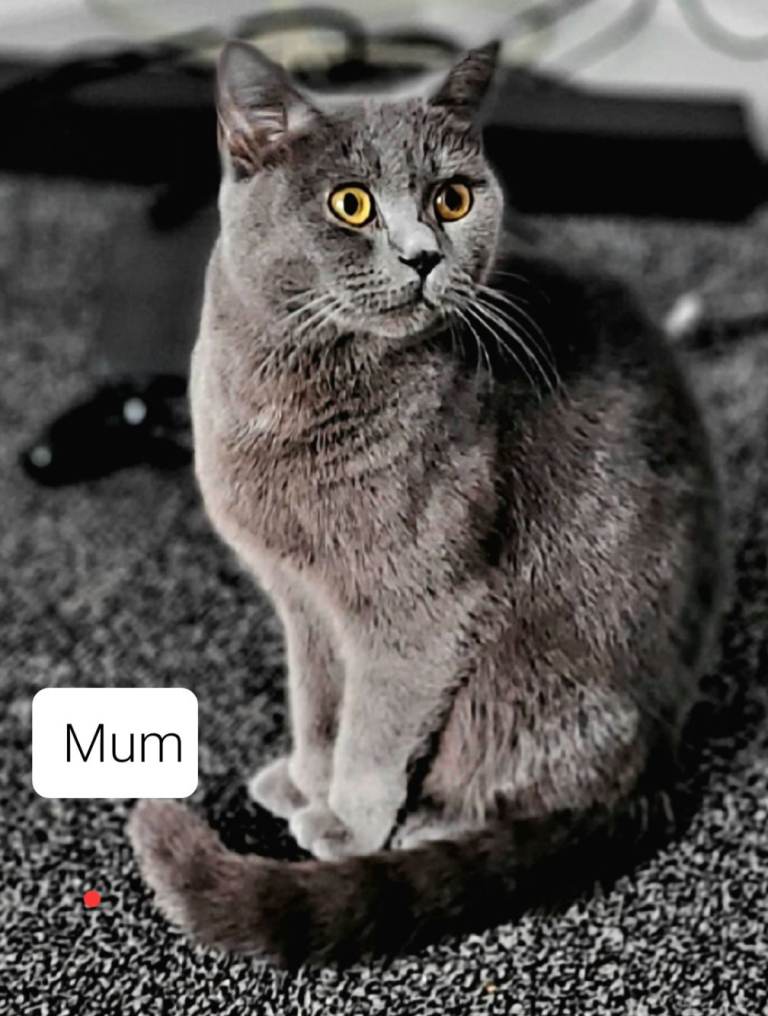 Beautiful kittens for sale 🙂❤️