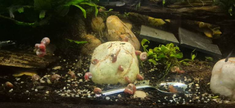 Guppies and ramhorn snails 