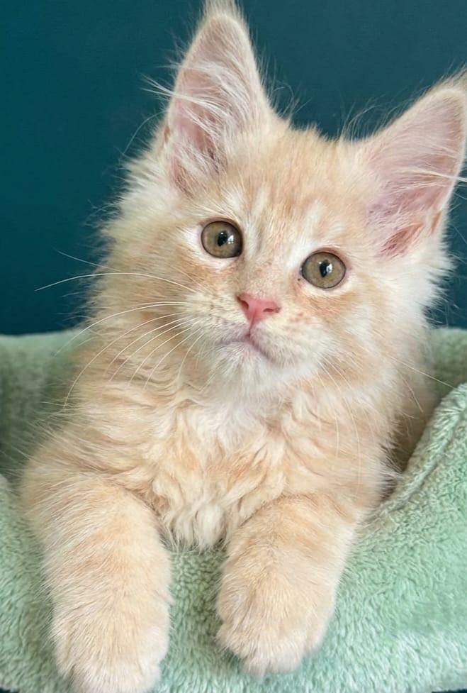 Tica Reg  Maine coon Kittens