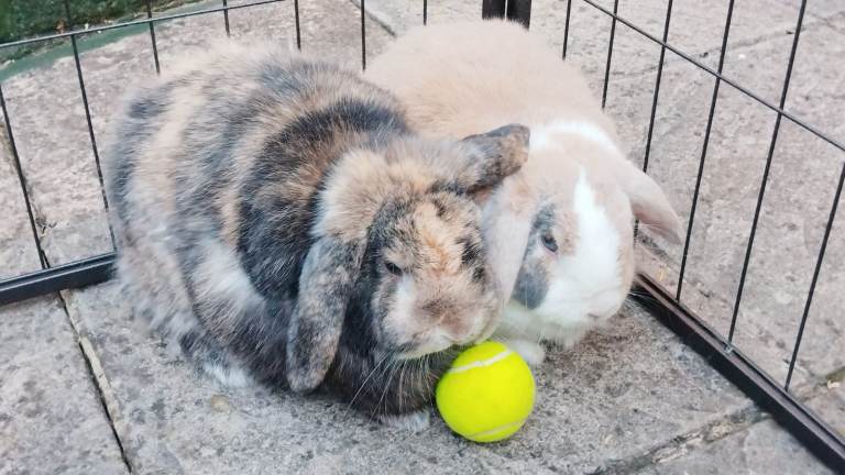 2 Rabbits for sale both castration and vaccinated Nottingham