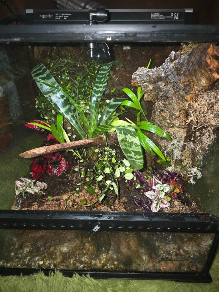 Fully Bioactive Dart Frog Vivarium Setup – 45x45x45 Exo Terra – Planted & Automated