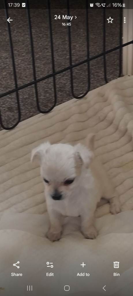 Cute chihuaha puppies 