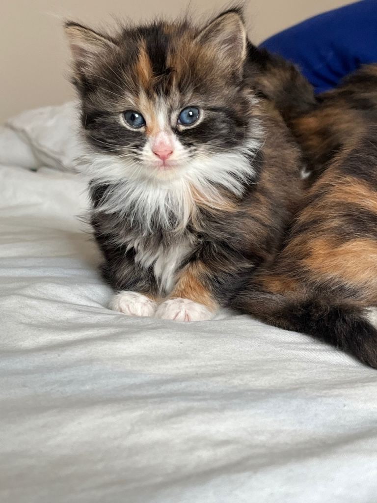 Long haired kittens for sale 