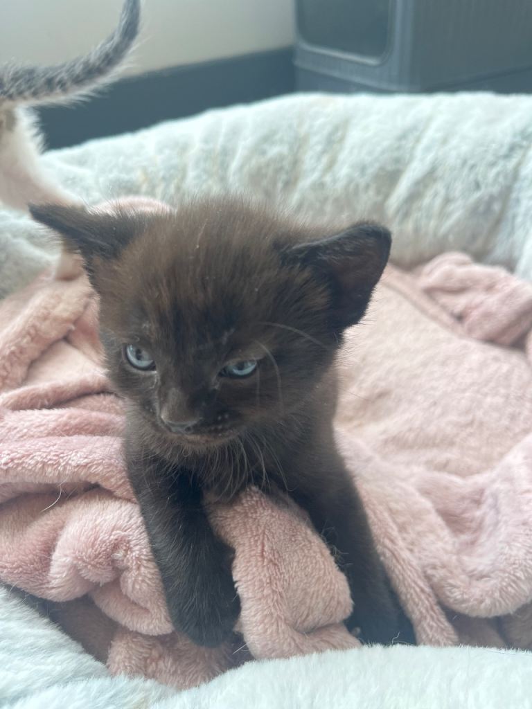 LAST KITTEN FOR SALE £50 