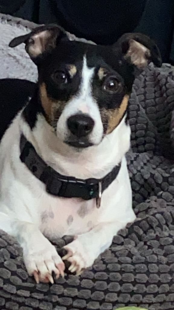 Miniature Jack Russell, big personality very adventurous.