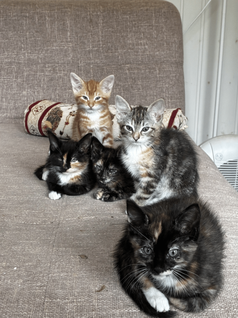 9-Week-Old Tabby Kitten – Playful & Litter Trained