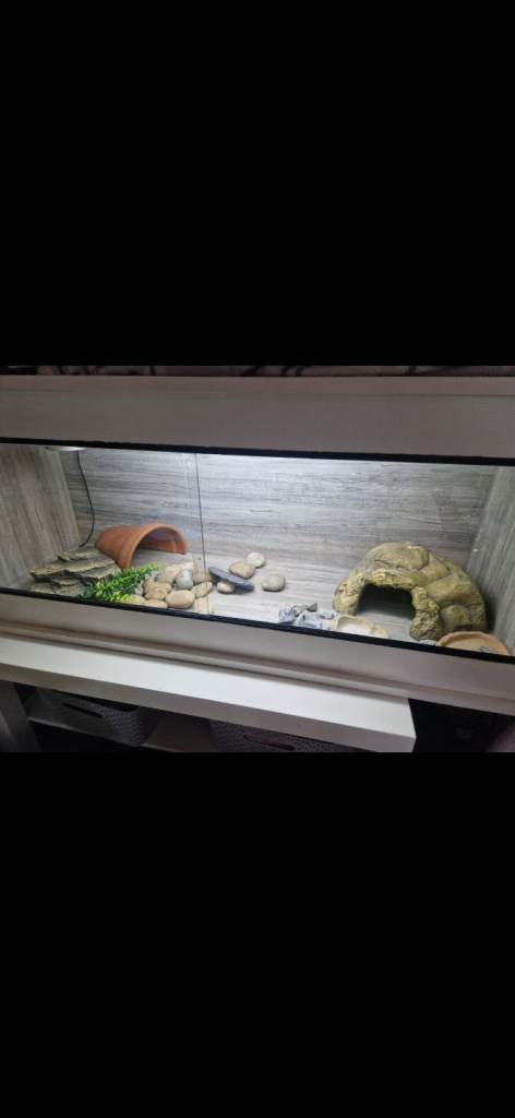 Reptile vivarium /pending collection /