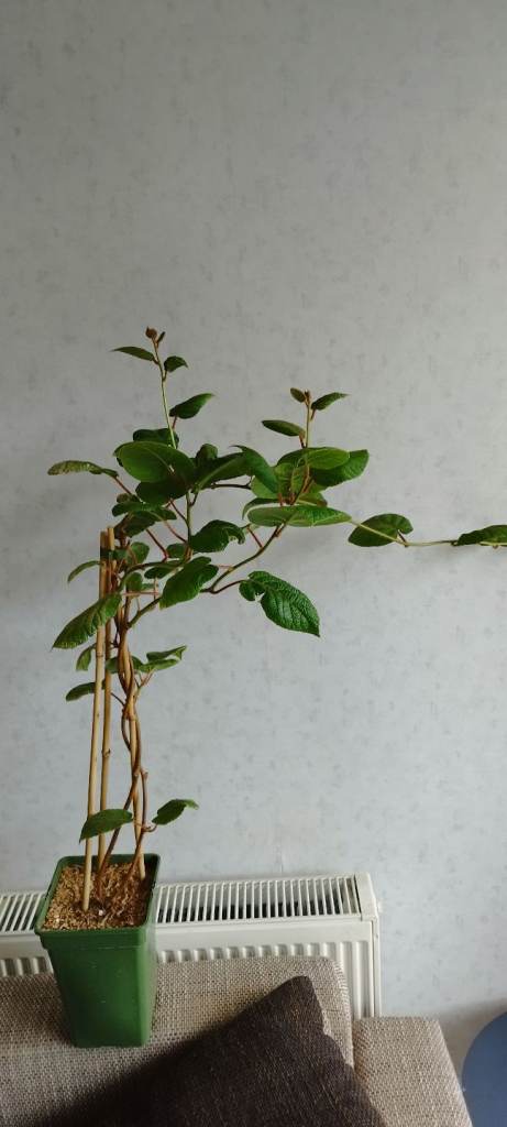 Kiwi plant