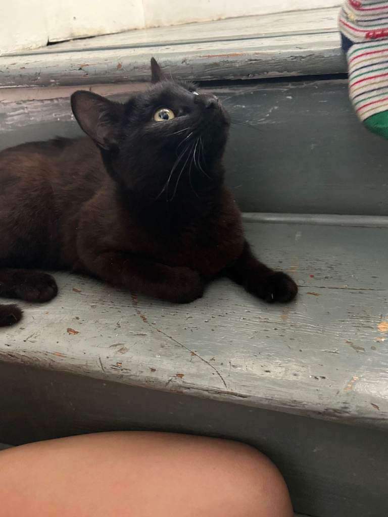 6 month old male black kitten