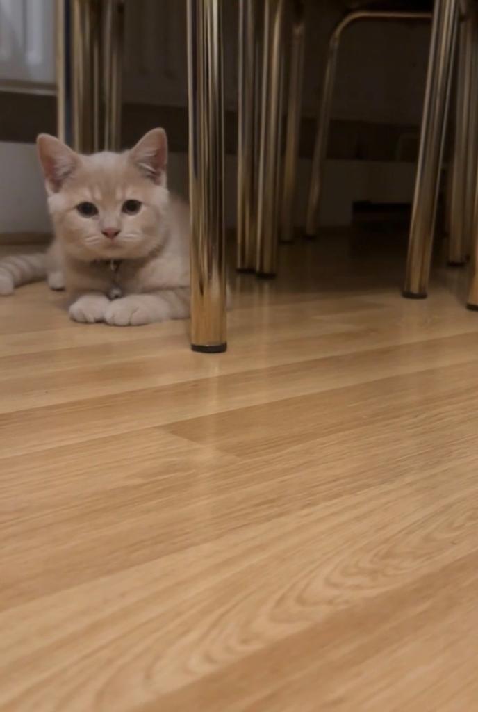 British shorthair cream kitten