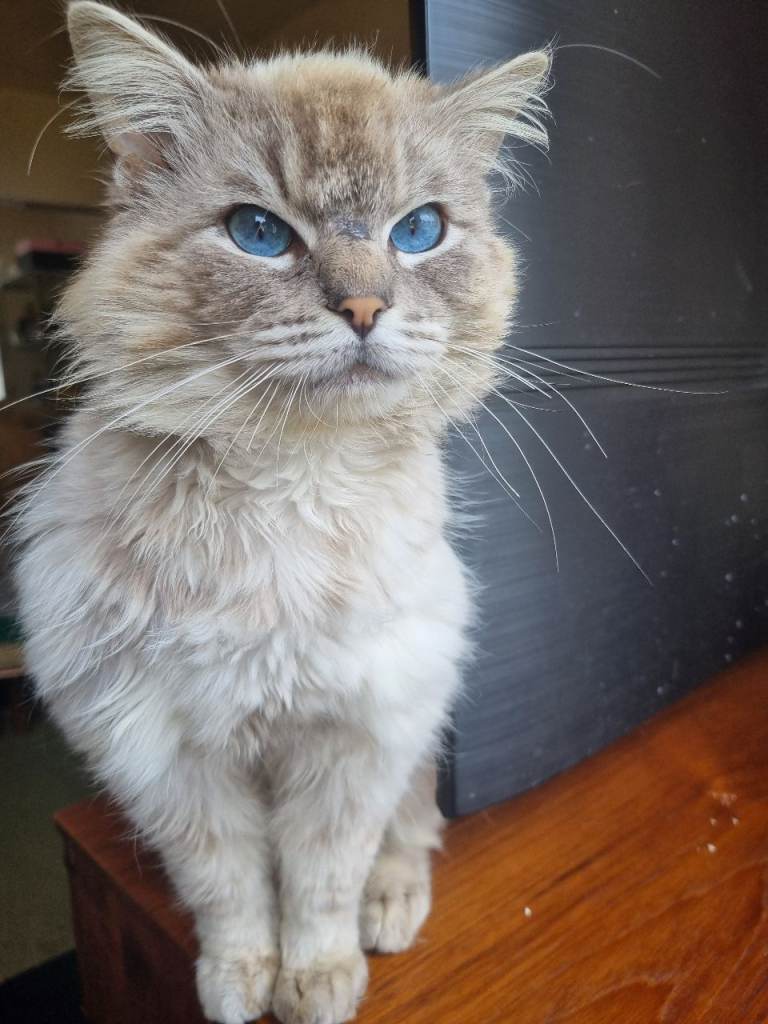 Male Ragdoll for sale