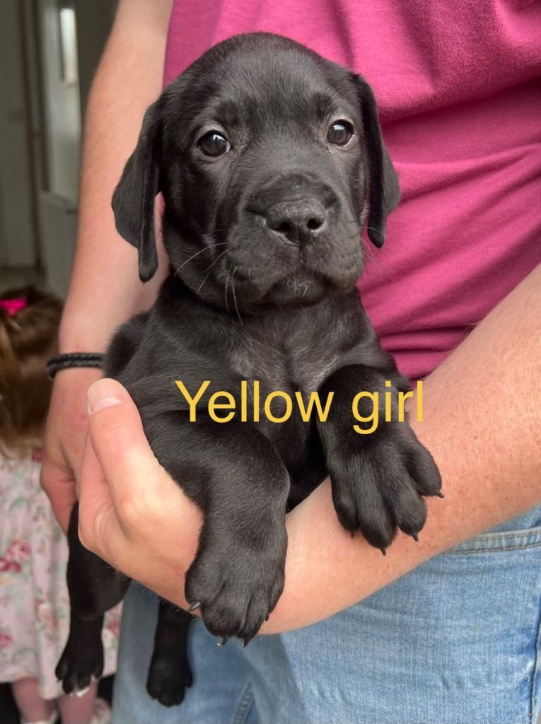 2 puppies left** Bulldog/Lab mix puppies 