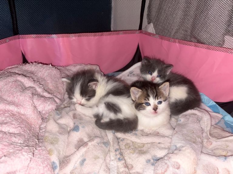 British longhair Kittens