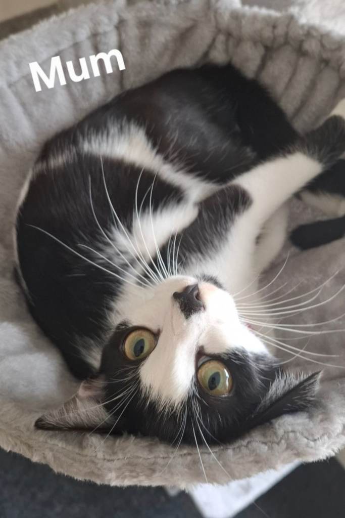 4 beautiful kittens looking for their forever homes
