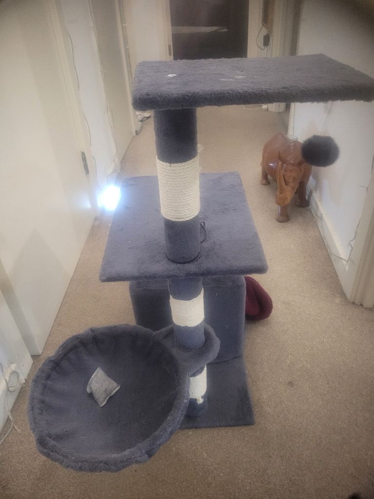 🐾 Complete Cat/Kitten Starter Bundle – Everything You Need! 🐾 £100 ONO