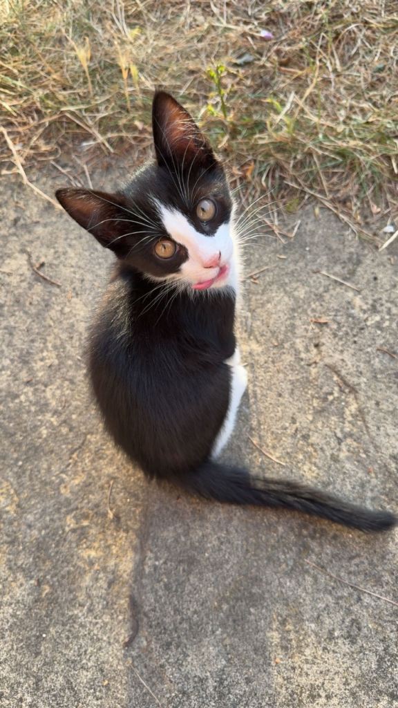 Kittens