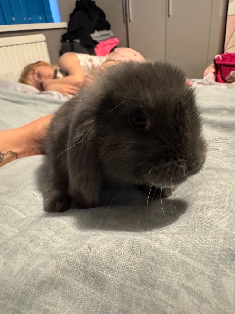 Mini lop bunny’s - very friendly 