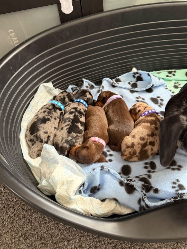 Miniature short haired dauchunds 
