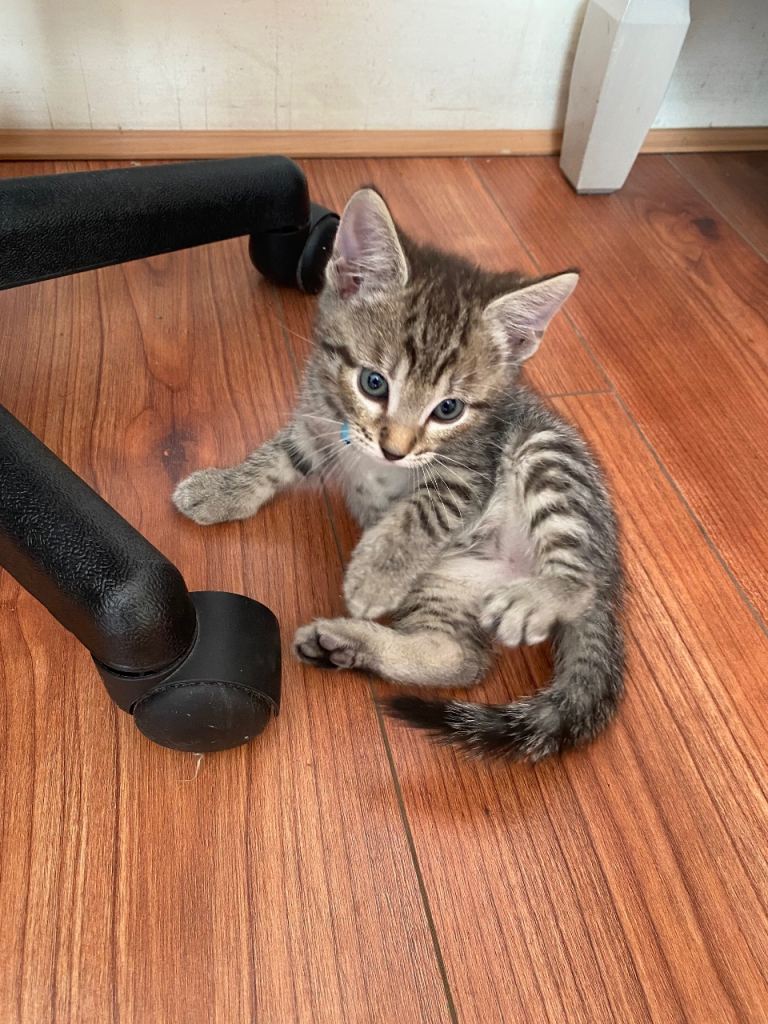 Male kitten 