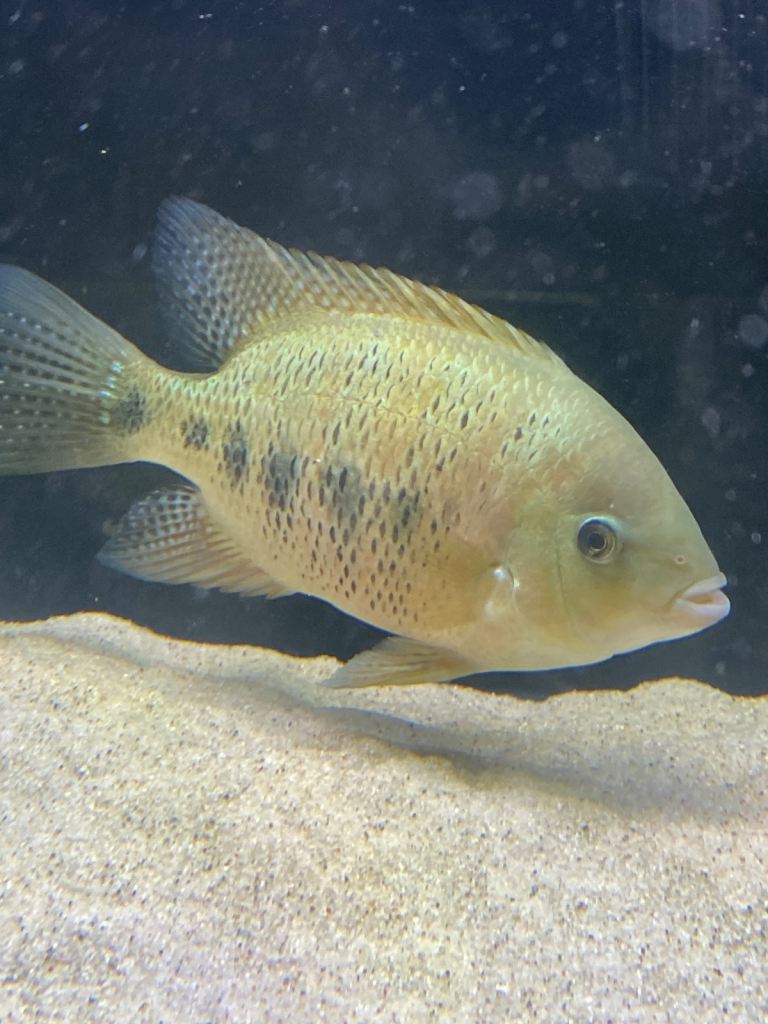 Bocourti Vieja Cichlid 