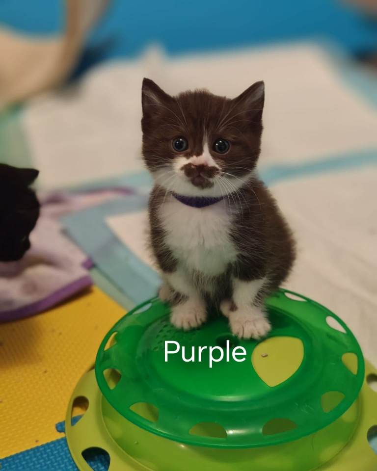 Ragdoll mix kittens, beautiful lovely kittens ❤️