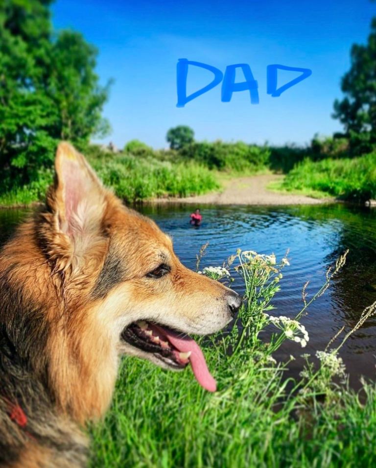 Long haired German shepherd puppies for sale 
