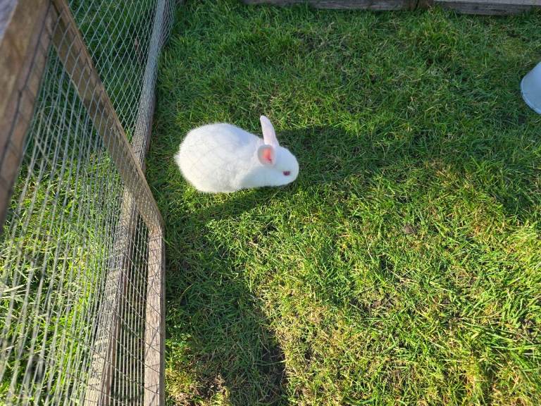 Rabbits for sale