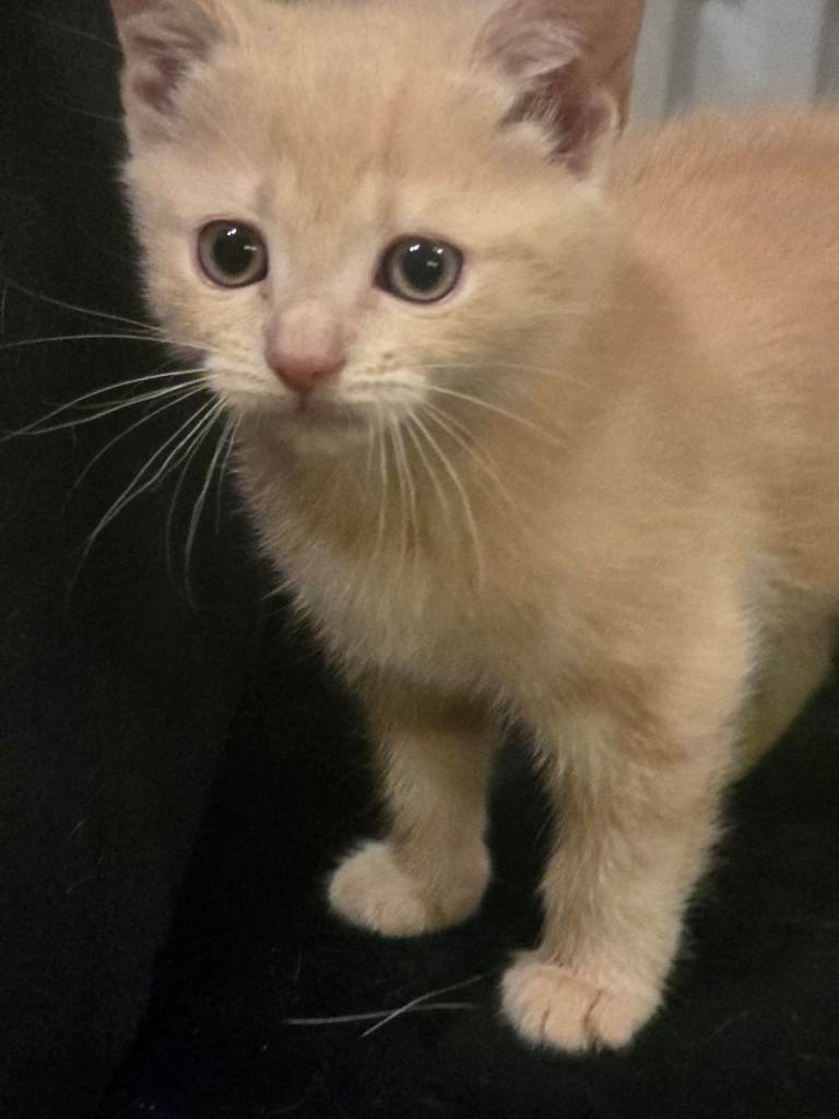Cream Kittens