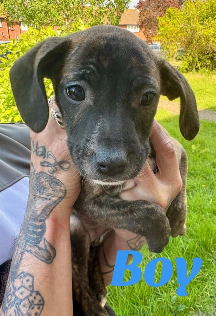 Puppy's for sale 