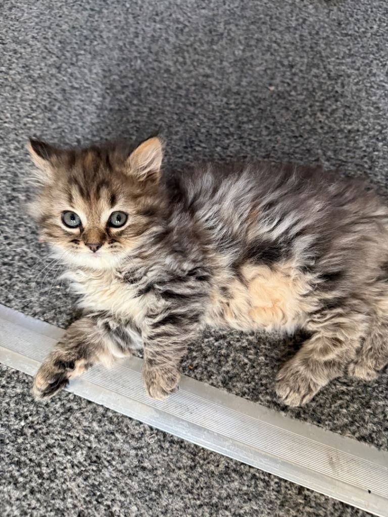 Persian Doll-face Cross Kittens — Available Now