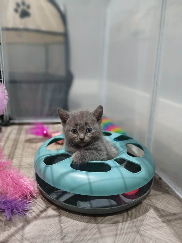British short x tabby kittens
