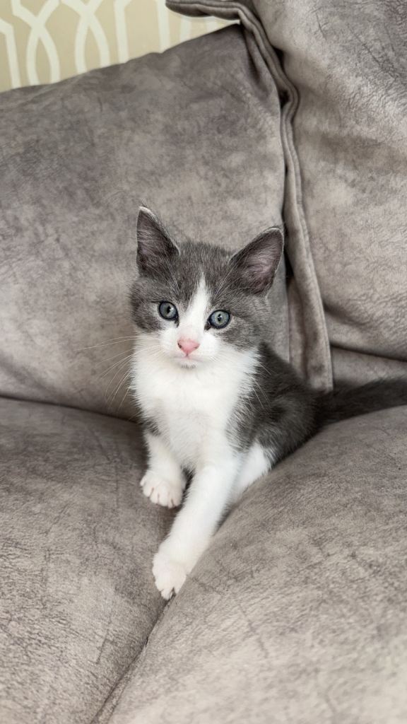 3 Beautiful kittens for sale 