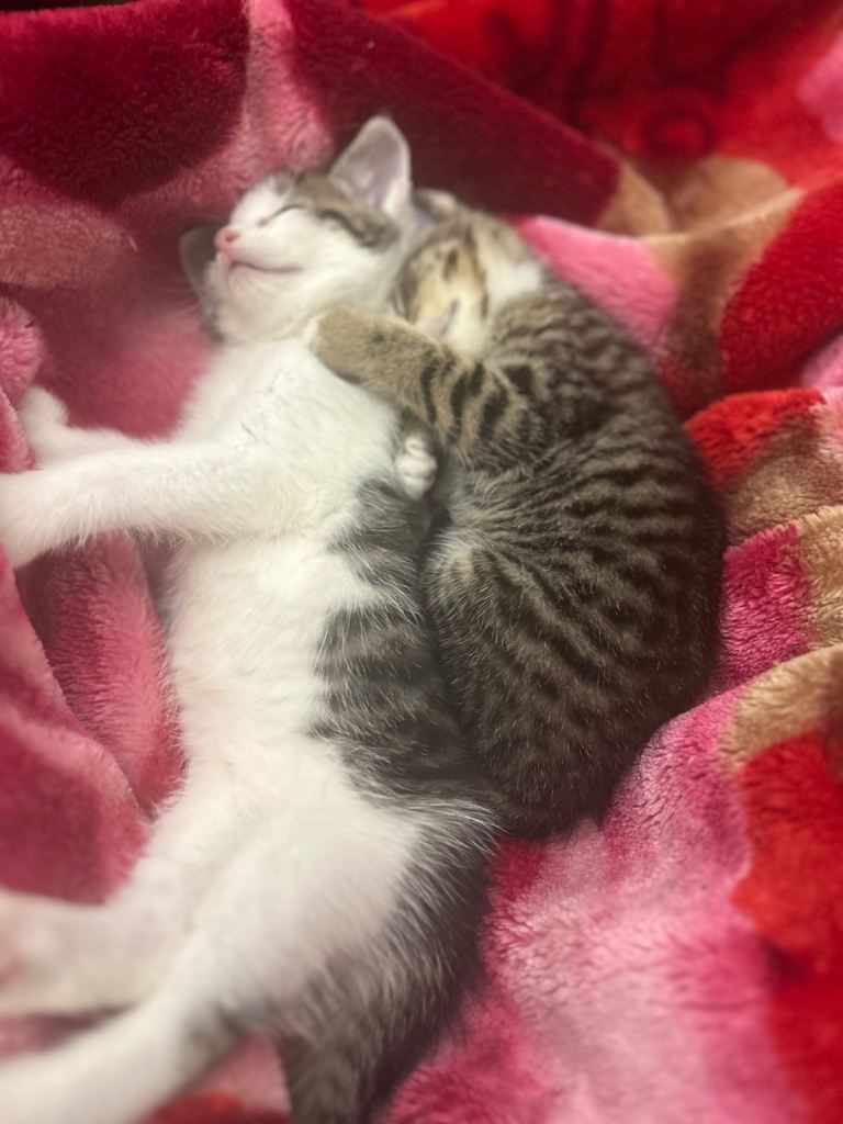 4 females kitten ready to go. Urgently 